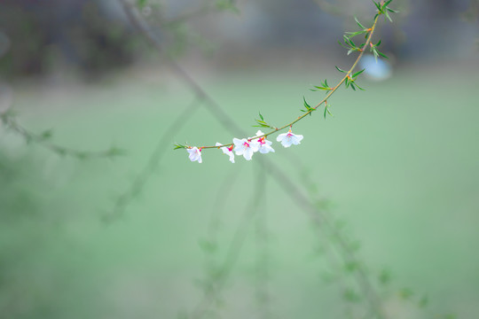 西藏波密桃花沟