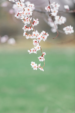 西藏波密桃花沟