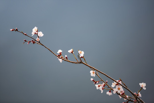 西藏波密桃花沟