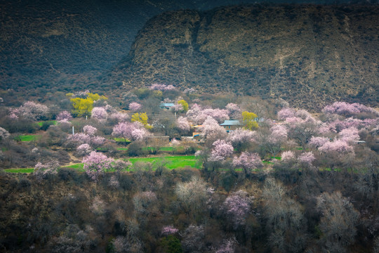 西藏波密桃花沟