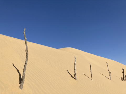 沙丘枯树蓝天