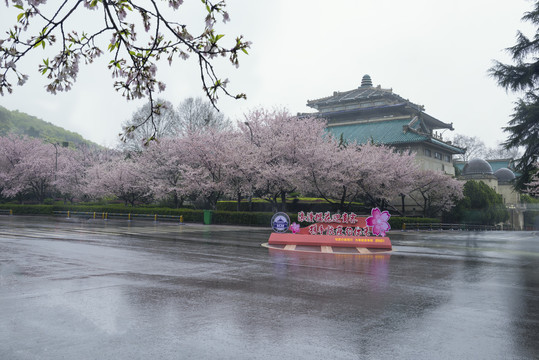 中国湖北武汉武汉大学樱园樱花