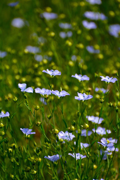 亚麻花