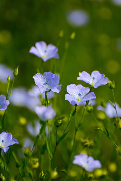 亚麻花