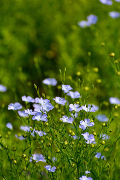 亚麻花