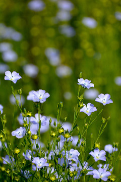 亚麻花