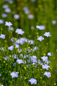 亚麻花