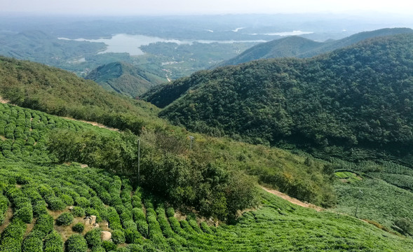 信阳茶山