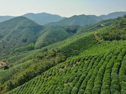 信阳茶山