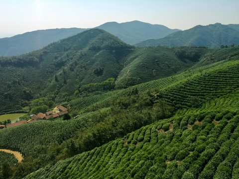 信阳茶山