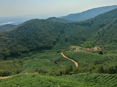 信阳茶山