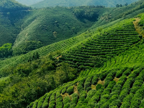 信阳茶山