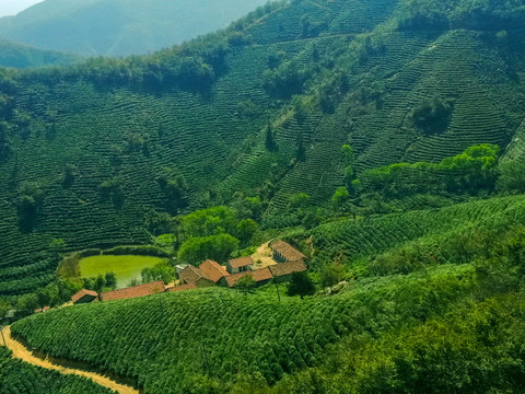 信阳茶山