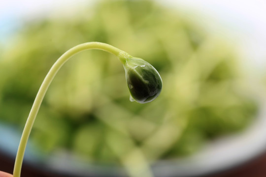 青豆芽