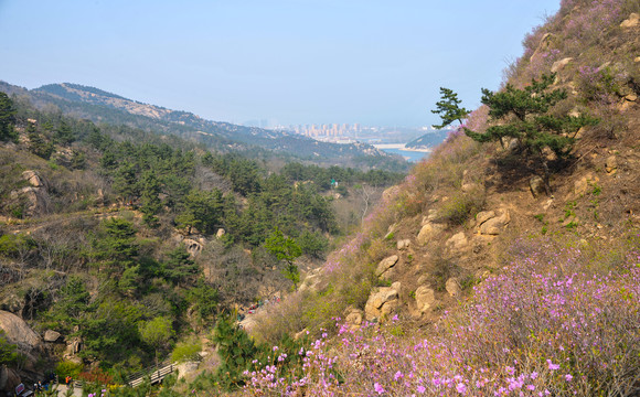 映山红