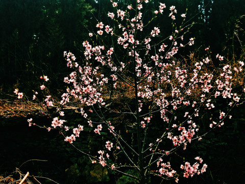 桃花桃树