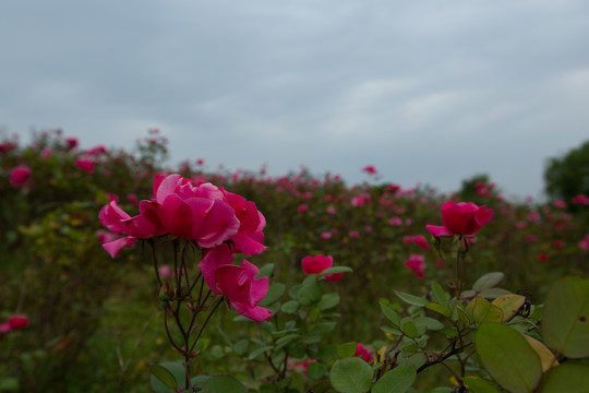 月季花