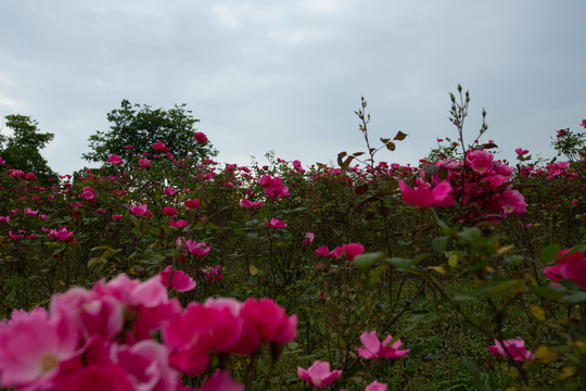 月季花朵