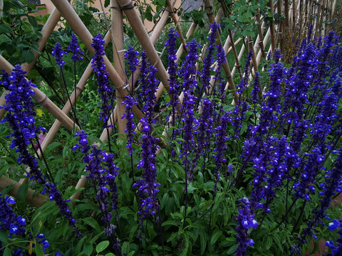 竹篱笆和紫色花朵