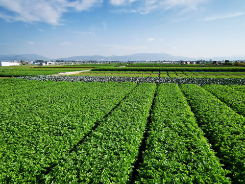 绿色田野