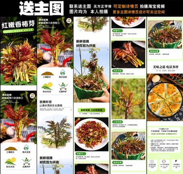 紅嫩香椿芽詳情