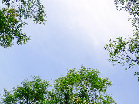 蓝天绿植天空