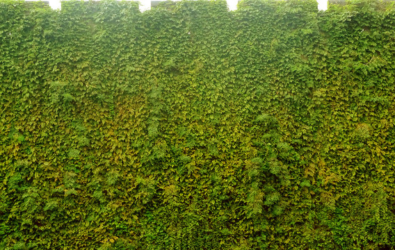 城墙绿植