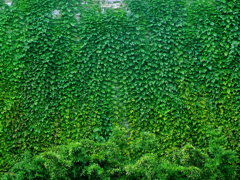 墙体绿植墙