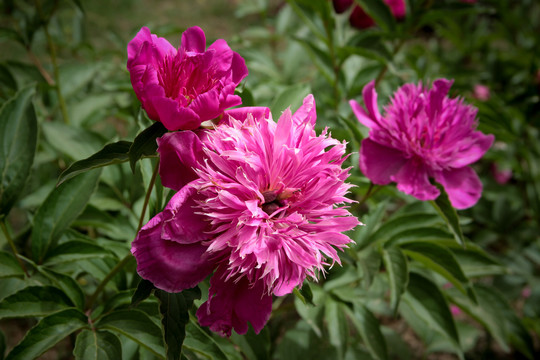 芍药花