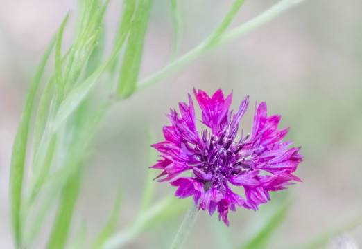 蓝花矢车菊