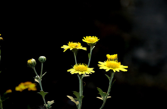 山菊花