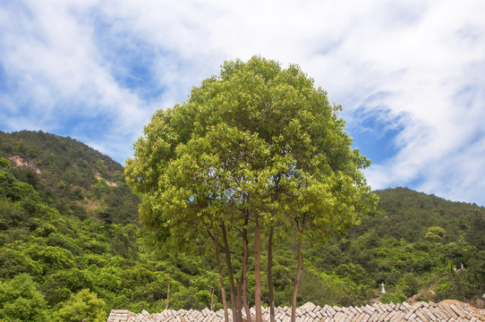 樟树植株