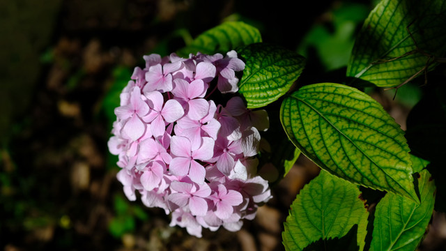 粉色绣球花特写