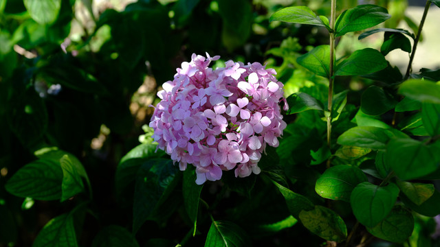 粉色绣球花特写