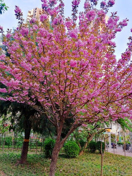 樱花树