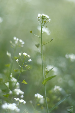 荠菜花