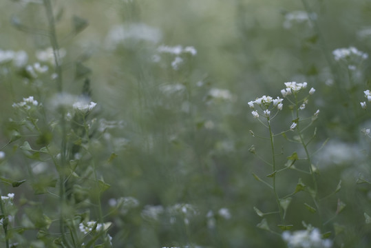 荠菜花