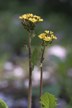 黄色野花