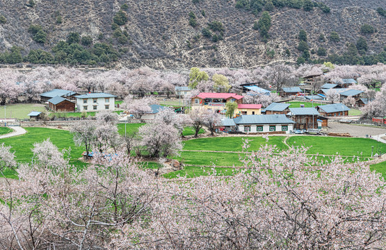 罗马村桃花