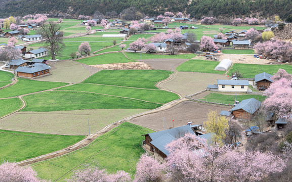 罗马村桃花