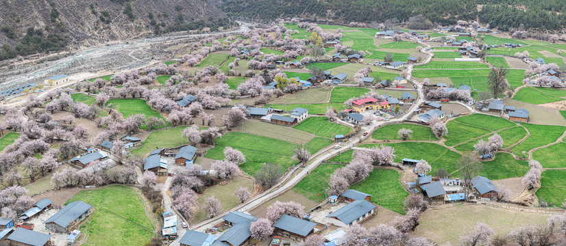 罗马村桃花