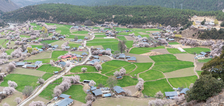 罗马村桃花