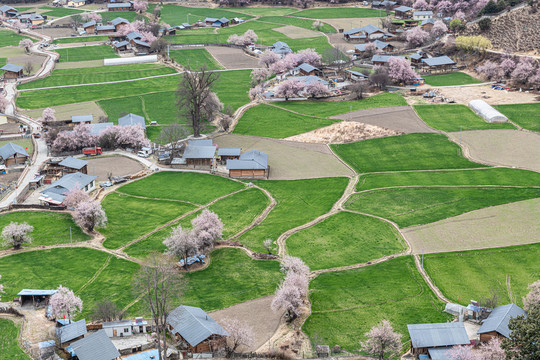 罗马村桃花