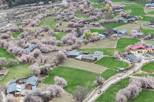 罗马村桃花