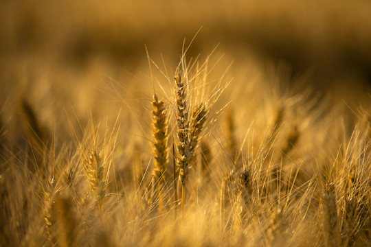 芒种至夏至季节金色的麦子