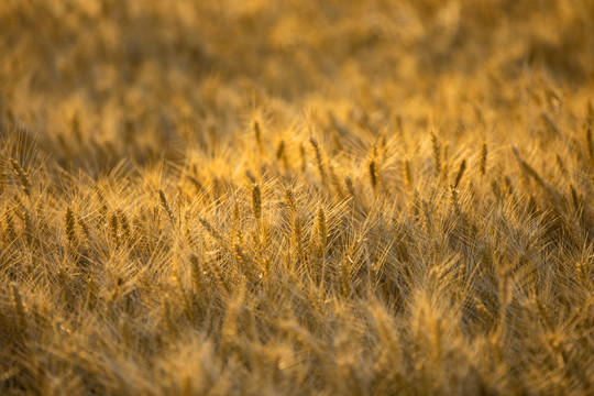 芒种至夏至季节金色的麦子