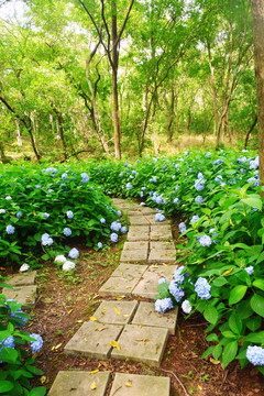 花间小路