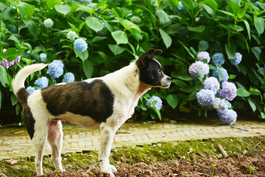 田园犬