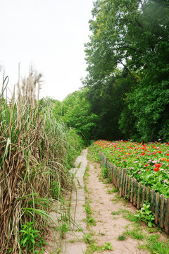 文艺清新田园小路