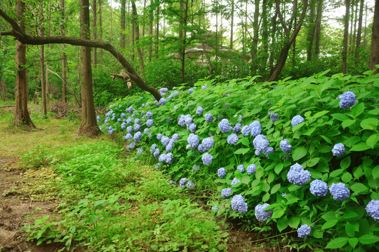 树林绣球花